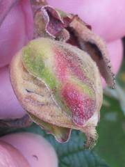 Dasineura serrulatae