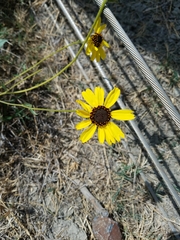 Encelia californica