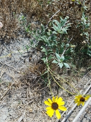 Encelia californica