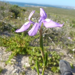 Moraea macrocarpa