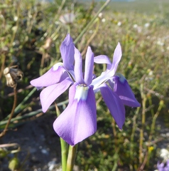 Moraea macrocarpa