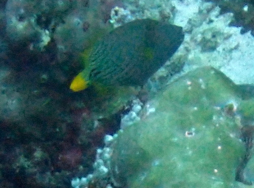 Orangestripe Triggerfish — seen at this dive site