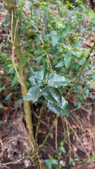 Citronella mucronata