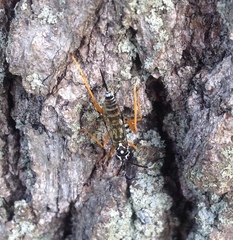Cryptanura septentrionalis