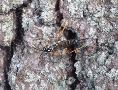 Cryptanura septentrionalis