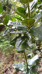 Citronella mucronata