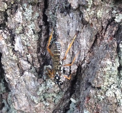 Cryptanura septentrionalis