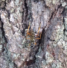Cryptanura septentrionalis