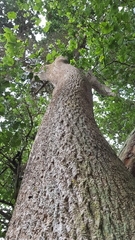 Citronella mucronata