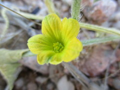 Cucumis sagittatus image