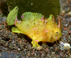 Deepwater Frogfish photo 2