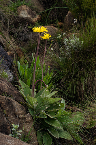 Haplocarpha thunbergii image