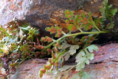 Asplenium montanum image