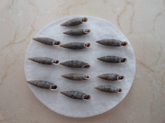 Strigilodelima conspersa