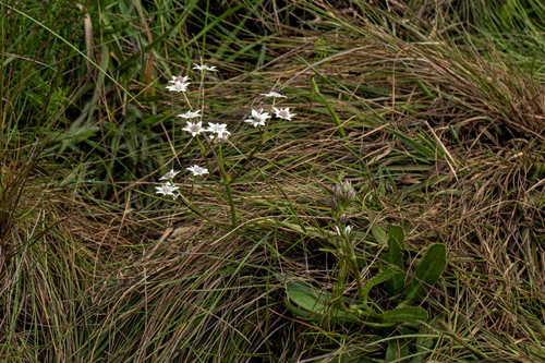 Alepidea peduncularis image