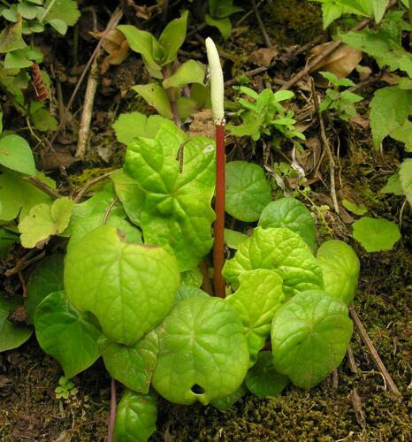 Peperomia armstrongii (Peperomia armstrongii)