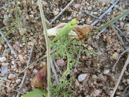 Image of Distimake Bipinnatipartitus (Distimake bipinnatipartitus) by no rights reserved