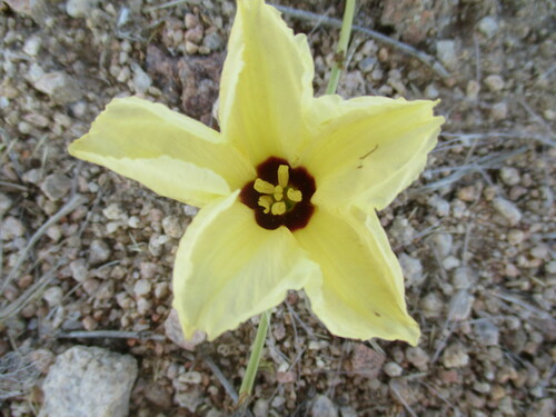 Image of Distimake Bipinnatipartitus (Distimake bipinnatipartitus) by no rights reserved