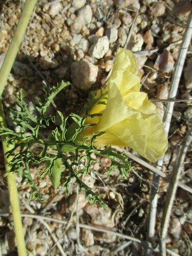 Image of Distimake Bipinnatipartitus (Distimake bipinnatipartitus) by no rights reserved
