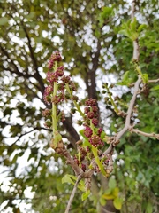 Anisomeria littoralis