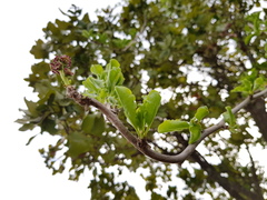 Anisomeria littoralis