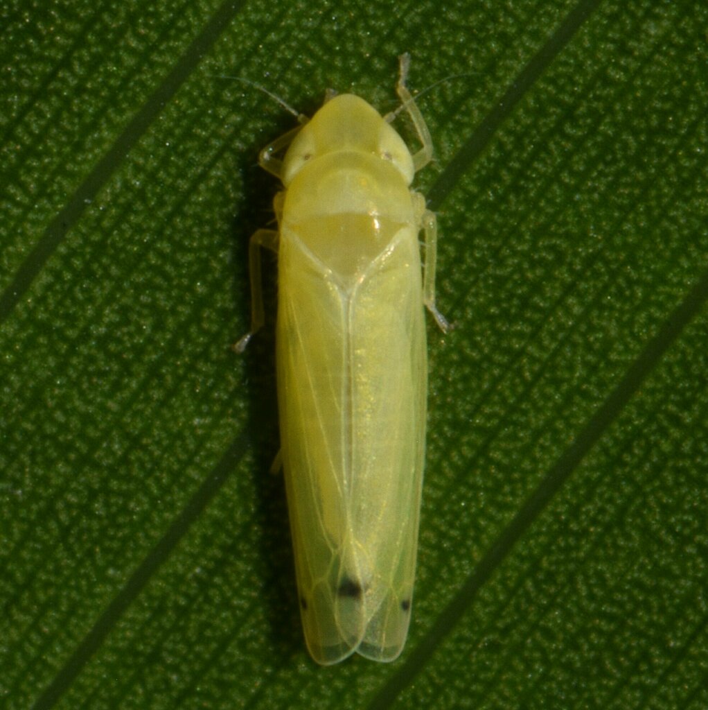Dikrella cedrelae