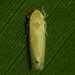 Dikrella cedrelae - Photo (c) Joe MDO, some rights reserved (CC BY-NC), uploaded by Joe MDO