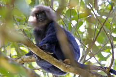 Semnopithecus johnii