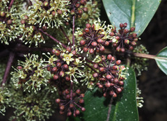 Pseudopanax laetus