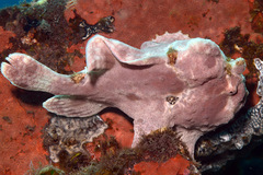 Commerson's Frogfish photo 1