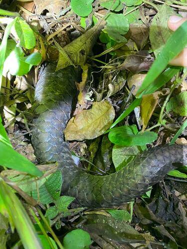 African White-bellied Pangolin