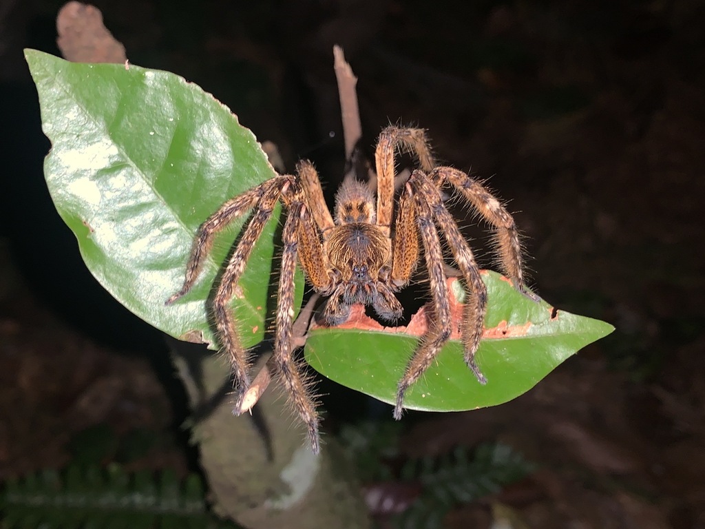 Piloctenus