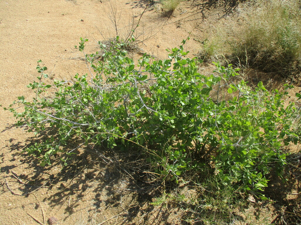 Commiphora pyracanthoides, Erongo Region, Namibia