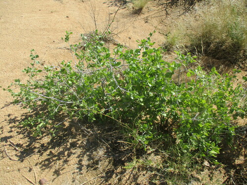 Commiphora pyracanthoides