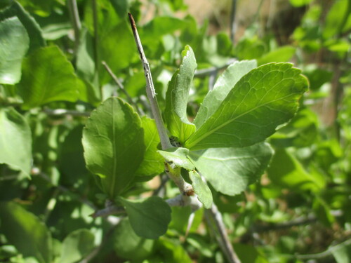 Commiphora pyracanthoides