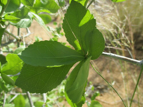 Commiphora pyracanthoides