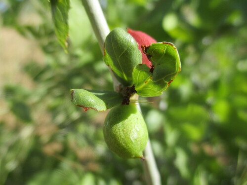 Commiphora pyracanthoides