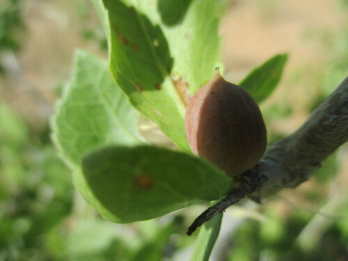 Commiphora pyracanthoides
