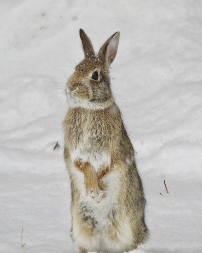 Eastern Cottontail photographed in Vermont