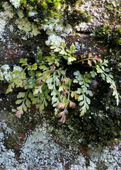 Asplenium montanum image