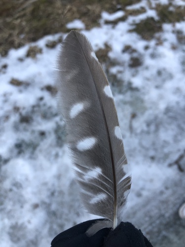 Plume de Chouette de Tengmalm