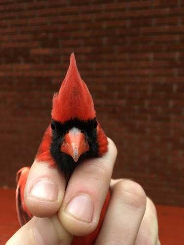 Northern Cardinal photographed in West Virginia