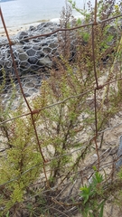 Artemisia campestris caudata