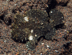 Randall's Frogfish photo 5