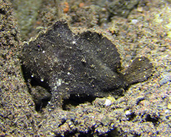 Randall's Frogfish photo 4