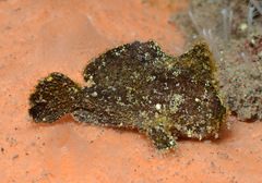 Randall's Frogfish photo 1