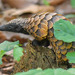 Black-bellied Pangolin - Photo (c) pfaucher, some rights reserved (CC BY-NC), uploaded by pfaucher