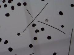 Dolichospermum planctonicum