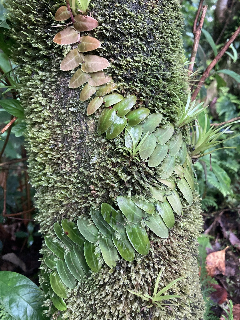 Vigne-singe / Liane à écailles (Marcgravia umbellata)