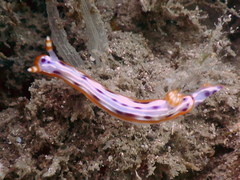 Hypselodoris maculosa